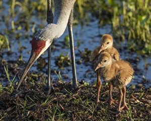 Ephemeral Pool Prints: Sandhill crane colts on nest with parent, Grus canadensis, Florida, wild
