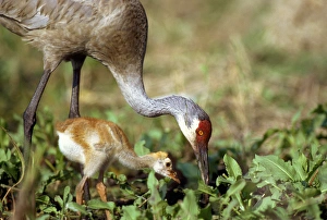 Parenting Prints: Sandhill crane with days old chick. Grus canadensis, Myakka River State Park, FL (wild)
