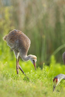 Images Dated 27th April 2011: Sandhill crane feeding chick, Grus canadensis, Viera wetlands, Florida