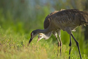 Grissom Memorial Park Prints: Sandhill crane feeding chick, Grus canadensis, Viera wetlands, Florida