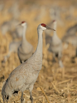 Central Flyway Prints: Sandhill crane among others feeding in corn fields, Bernardo Wildlife Area, New Mexico