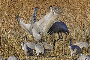 Migrating Prints: Sandhill crane fighting at a crop field