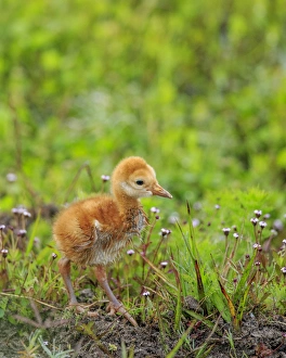 Images Dated 2nd April 2015: Sandhill crane first colt out foraging, Grus canadensis, Florida, wild