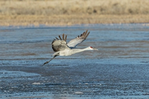 Larry Richardson Prints: A sandhill crane flies over a mostly frozen pond at Bosque del Apache National Wildlife Refuge
