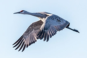 Graceful Prints: A sandhill crane flies over the landscape of Bosque del Apache National Wildlife Refuge