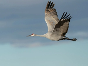 Images Dated 26th August 2024: Sandhill crane in flight, Bernardo Wildlife Area, New Mexico