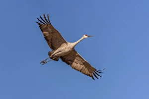 Migrating Prints: Sandhill crane in flight. Bosque del Apache National Wildlife Refuge, New Mexico