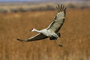 Migrating Prints: Sandhill crane in flight. Bosque del Apache National Wildlife Refuge, New Mexico