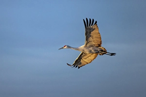 Images Dated 17th January 2024: Sandhill crane in flight. Bosque del Apache National Wildlife Refuge, New Mexico