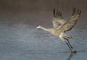 Sandhill crane in flight, grus canadensis, Bosque del Apache National Wildlife Refuge