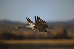 Images Dated 17th November 2006: Sandhill Crane in flight, Grus canadensis, Bosque Del Apache National Wildlife Refuge