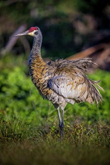 Images Dated 2025: A sandhill crane fluffs its feathers, before setting them into perfect arrangement