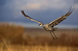 Sandhill crane flying at Bosque del Apache, New Mexico