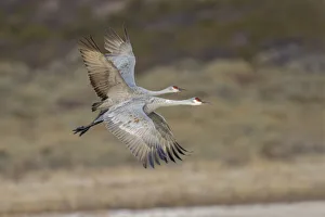 Migrating Prints: Sandhill crane flying. Bosque del Apache National Wildlife Refuge, New Mexico