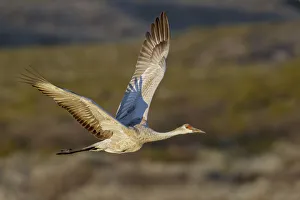 Sandhill crane flying. Bosque del Apache National Wildlife Refuge, New Mexico