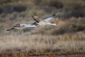 Sandhill crane flying. Bosque del Apache National Wildlife Refuge, New Mexico