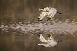 Migrating Prints: Sandhill crane flying. Bosque del Apache National Wildlife Refuge, New Mexico