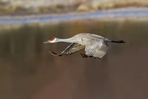 Sandhill crane flying. Bosque del Apache National Wildlife Refuge, New Mexico