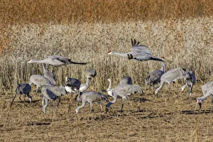 Migrating Prints: Sandhill crane flying a crop field. Bosque del Apache National Wildlife Refuge, New Mexico