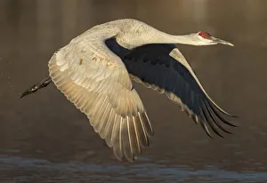 Central Flyway Prints: Sandhill crane flying, Grus canadensis, Bosque del Apache National Wildlife Refuge