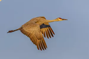 Migrating Prints: Sandhill crane flying at sunrise. Bosque del Apache National Wildlife Refuge, New Mexico