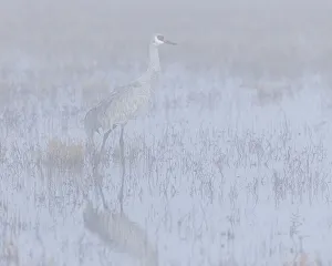 Images Dated 4th October 2021: Sandhill crane, foggy morning, Bosque del Apache National Wildlife Refuge, New Mexico