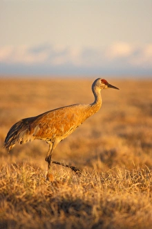 North Slope Prints: sandhill crane, Grus canadensis