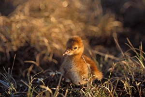 Area Prints: sandhill crane, Grus canadensis