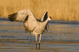 Images Dated 11th January 2009: Sandhill crane, grus canadensis, prepares to take flight from a farm pond in early morning