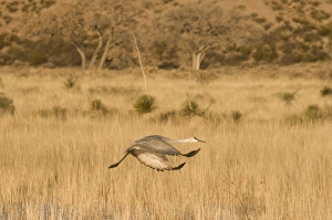 Images Dated 11th January 2009: Sandhill crane, grus canadensis, takes flight from a farm pond in early morning