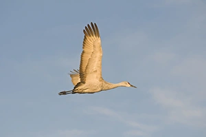 Images Dated 12th January 2009: Sandhill crane, grus canadensis, takes flight from a farm pond in early morning