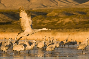 Sandhill crane, grus canadensis, takes flight from a farm pond in early morning