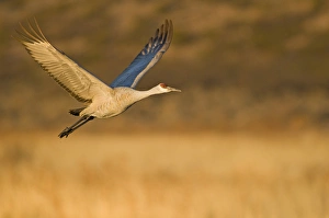 Images Dated 16th January 2009: Sandhill crane, grus canadensis, takes flight from a farm pond in early morning