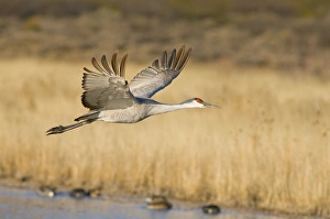 Sandhill crane, grus canadensis, takes flight from a farm pond in early morning