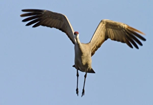 Images Dated 17th March 2012: Sandhill crane (Grus canadensis), Platte river, Nebraska