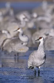 Sandhill Crane, Grus canadensis, group at roosting place, Bosque del Apache National