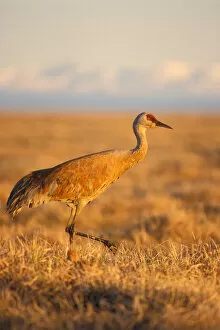 sandhill crane, Grus canadensis, adult with chick, 1002 area of the Arctic National Wildlife Refuge