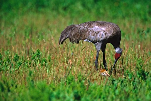 Images Dated 10th March 2006: Sandhill Crane (Grus canadensis) with chick. USA, Florida, Myakka River State Park
