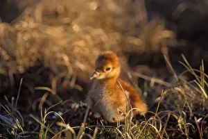 sandhill crane, Grus canadensis, chick in the grass, 1002 area of Arctic National Wildlife Refuge