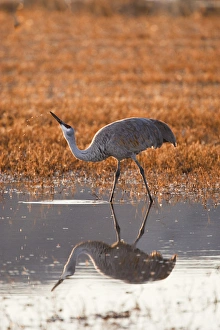 Thirst Prints: Sandhill Crane (Grus canadensis) drinking, New Mexico