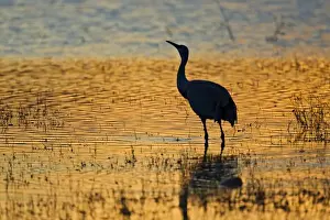 Images Dated 28th November 2007: Sandhill Crane (Grus canadensis) drinking in shallow pond at sunset, winter, Bosque