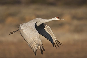 Graceful Prints: Sandhill Crane (Grus canadensis) in flight, New Mexico