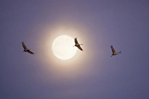 Images Dated 1st December 2009: Sandhill Crane (Grus canadensis) in flight, New Mexico