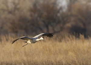 Images Dated 17th March 2012: Sandhill crane (Grus canadensis) flying at dusk, Platte river, Nebraska