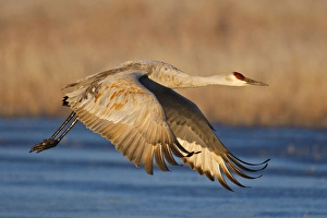 Images Dated 2nd December 2009: Sandhill Crane (Grus canadensis) flying from roost, New Mexico