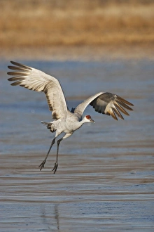 Safety Prints: Sandhill Crane (Grus canadensis) flying from roost, New Mexico