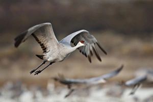 Images Dated 1st December 2009: Sandhill Crane (Grus canadensis) flying from roost, New Mexico