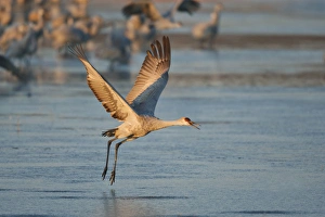 Images Dated 2nd December 2009: Sandhill Crane (Grus canadensis) flying from roost, New Mexico