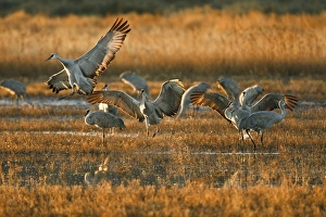 Images Dated 1st December 2009: Sandhill Crane (Grus canadensis) landing at roost, New Mexico