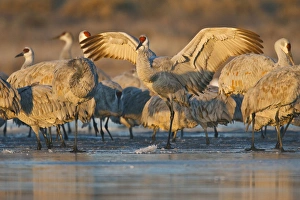 Safety Prints: Sandhill Crane (Grus canadensis) landing at roost, New Mexico